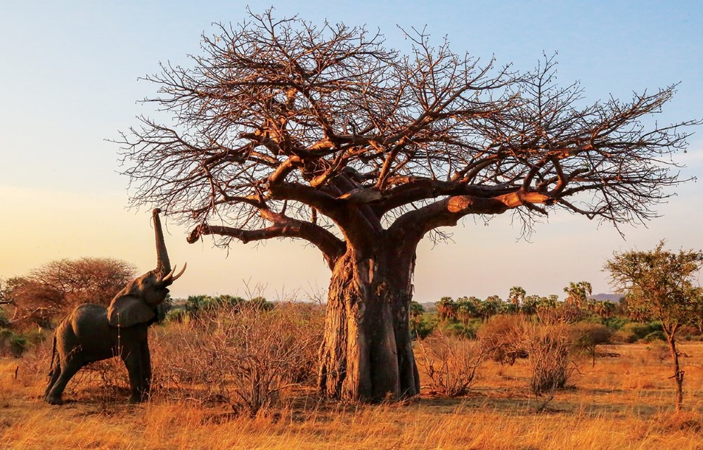 Ruaha National Park